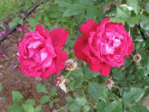 フランスの最後の君主 ルイフィリップ バラの美術館 Roseum