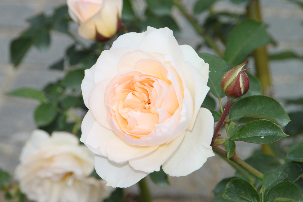 パーディタ バラの美術館 ROSEUM