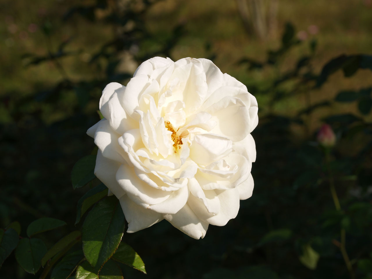 ホワイトゴールド - バラの美術館 ROSEUM