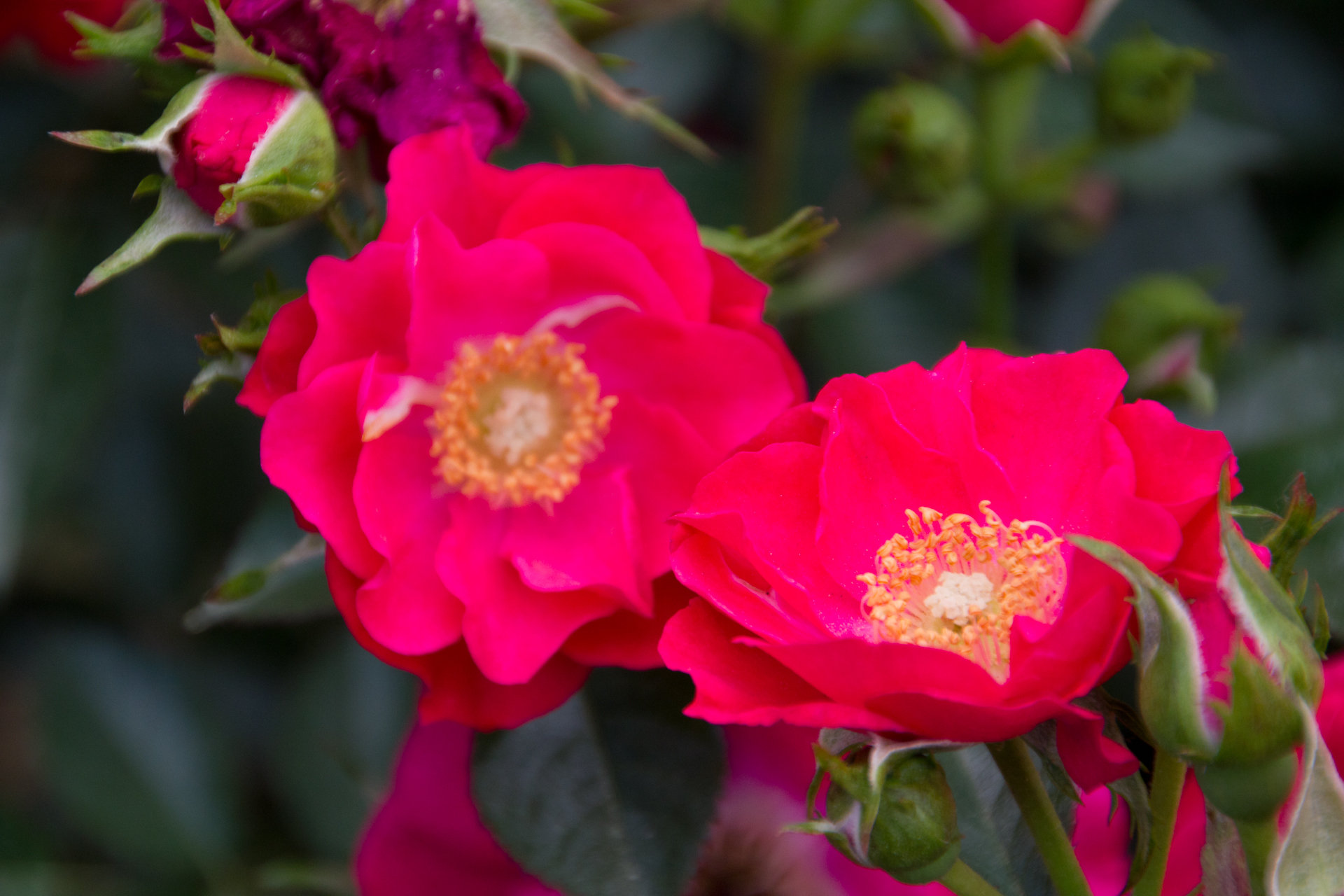 エンティヴィオブル